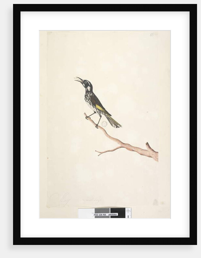 Page 65. May, natural size Yellow Winged Honeyeater by Unknown artist