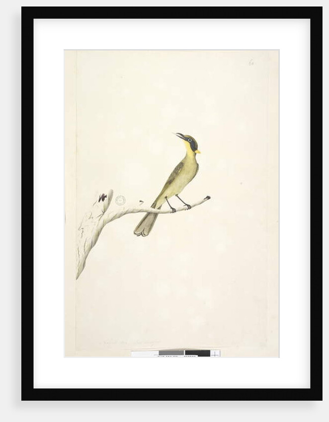 Page 69. Natural size. Iris doubtfull Yellow, Tufted Honeyeater Lichenostomus melanops, 1791-92 by Unknown artist