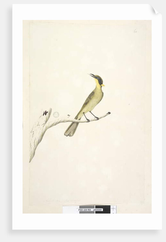 Page 69. Natural size. Iris doubtfull Yellow, Tufted Honeyeater Lichenostomus melanops, 1791-92 by Unknown artist