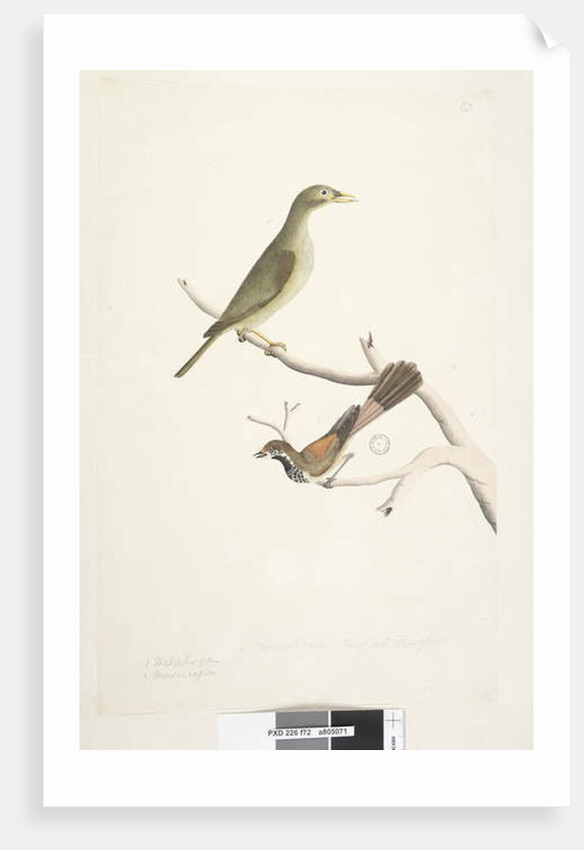 Page 72. 1. Meliphaga. 2. Muscicapa. by Unknown artist