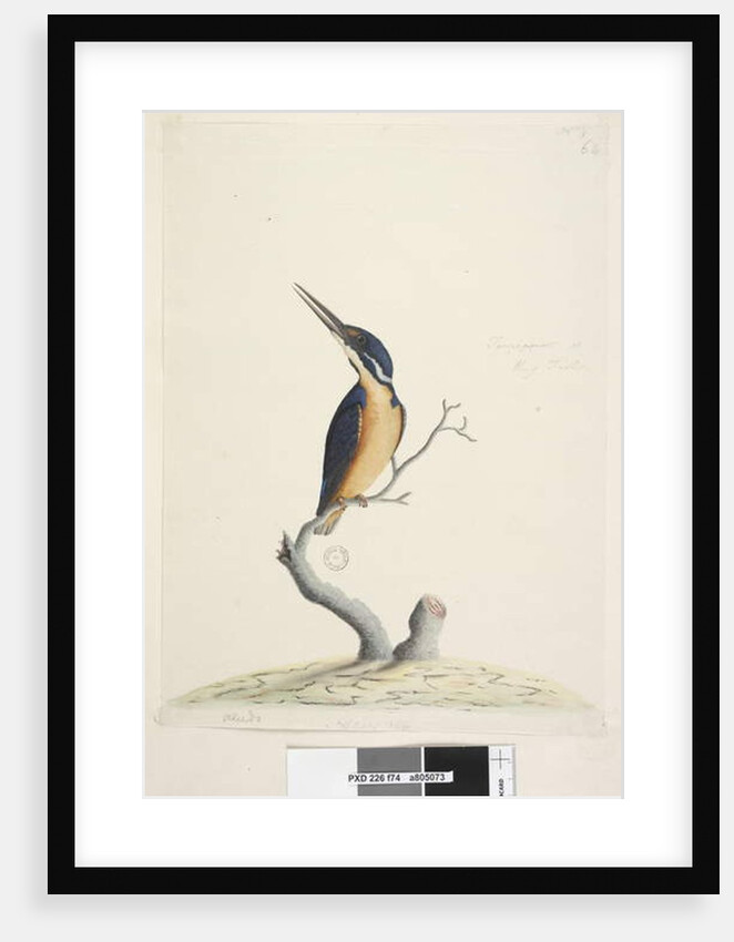 Page 74. Ter,re,a,mar or King Fisher by Unknown artist