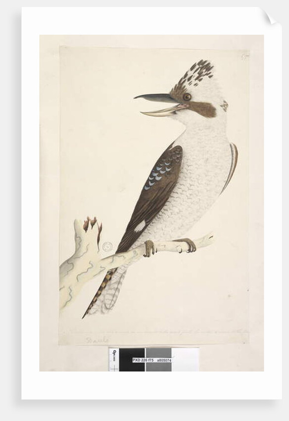 Page 75. Dacelo by Unknown artist