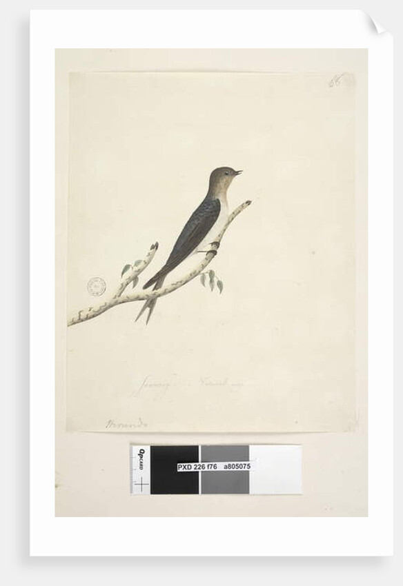 Page 76. Hirundo by Unknown artist