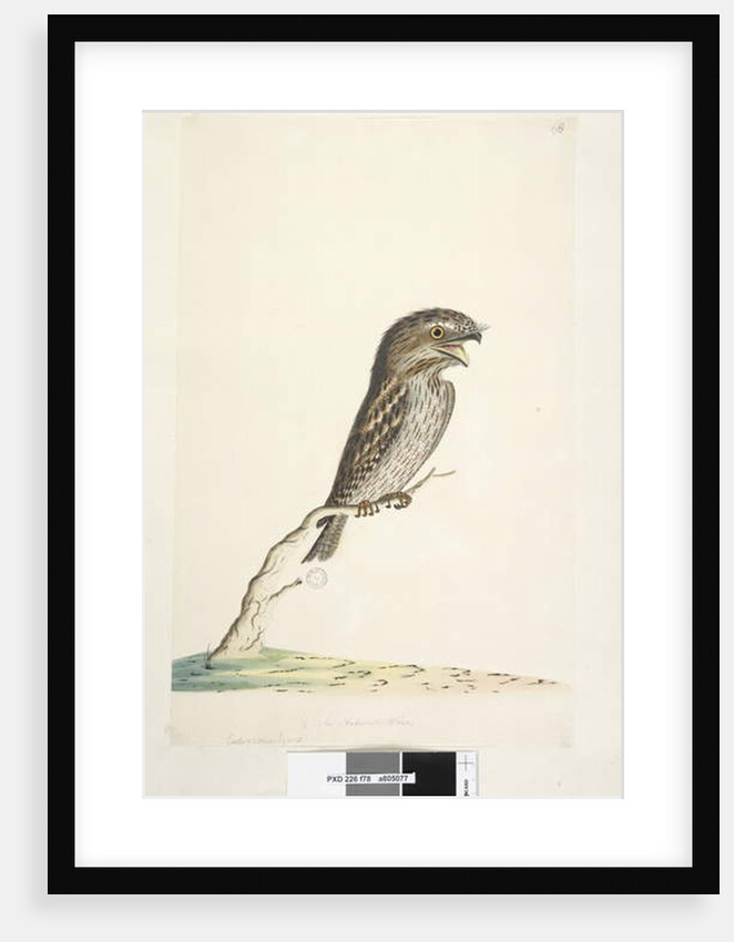 Page 78. Caprimulgus by Unknown artist