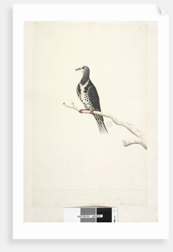 Page 81. Wunga, Wungee Pigeon. by Unknown artist