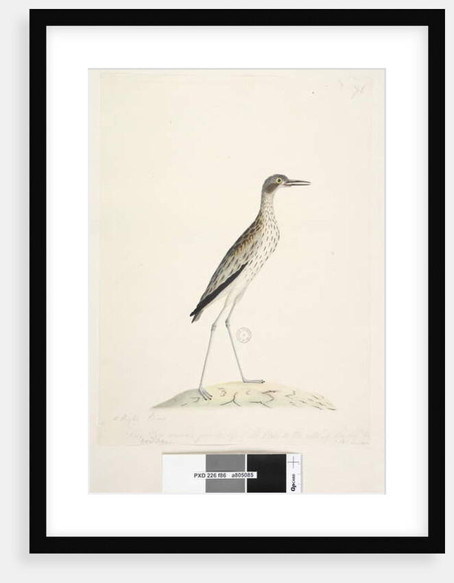 Page 86. A Night Bird by Unknown artist