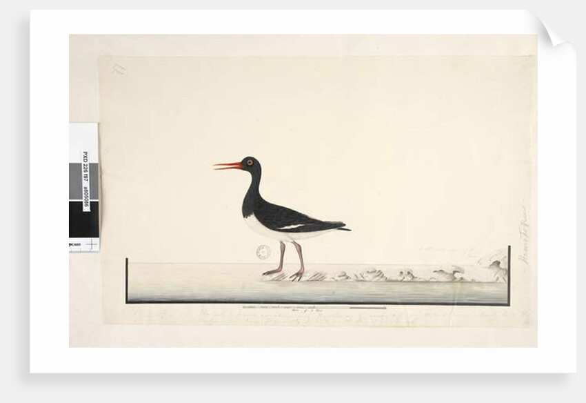 Page 87. Hematopus by Unknown artist