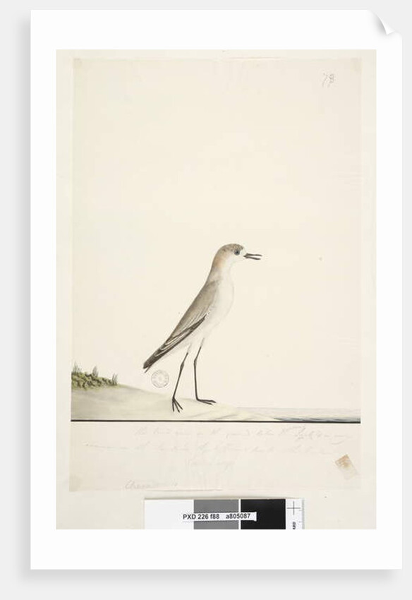 Page 88. Charadrius by Unknown artist
