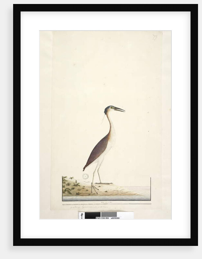Page 89. Ardea? by Unknown artist