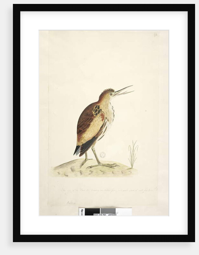 Little Bittern Ixobrychus minutus by Unknown artist