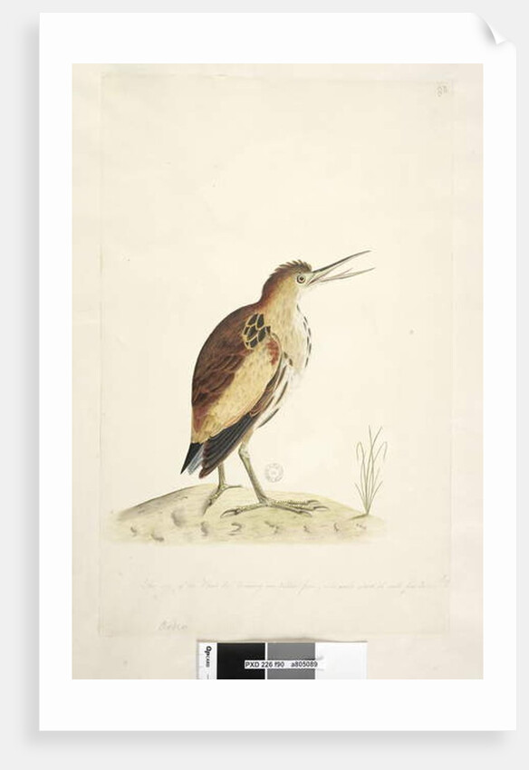 Little Bittern Ixobrychus minutus by Unknown artist