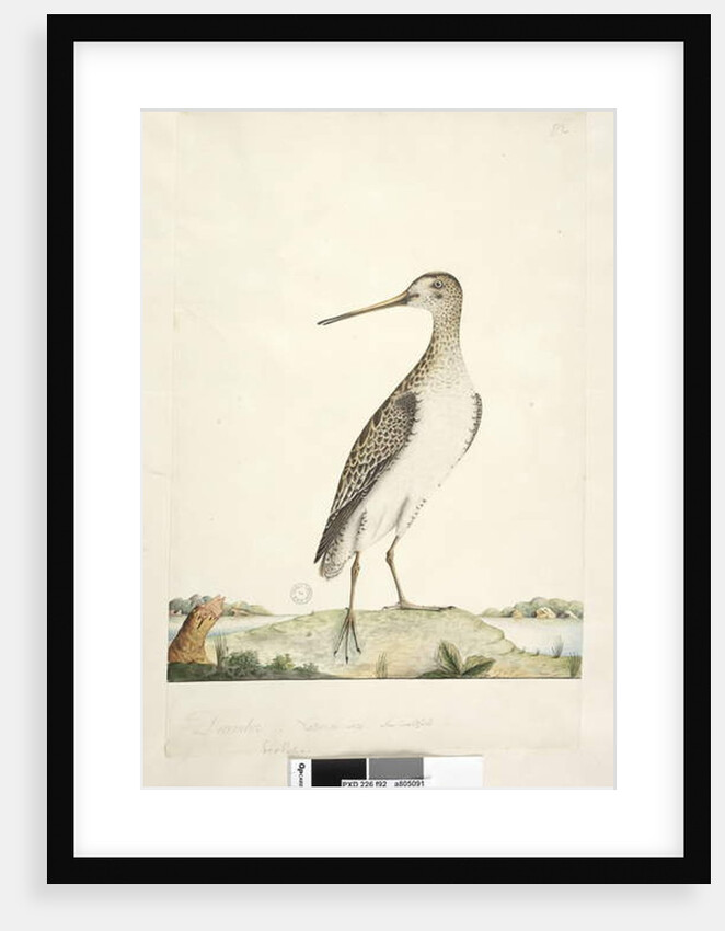 Scolopax by Unknown artist