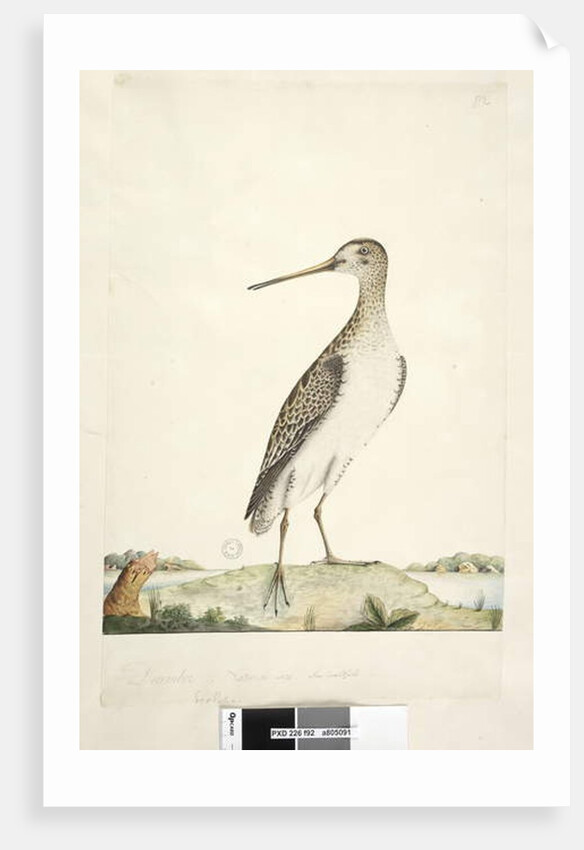 Scolopax by Unknown artist