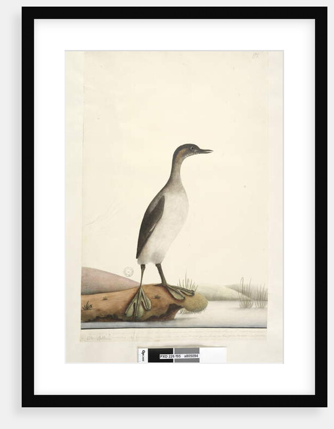 Page 95. Podicepha. along lower edge in different hand September by Unknown artist