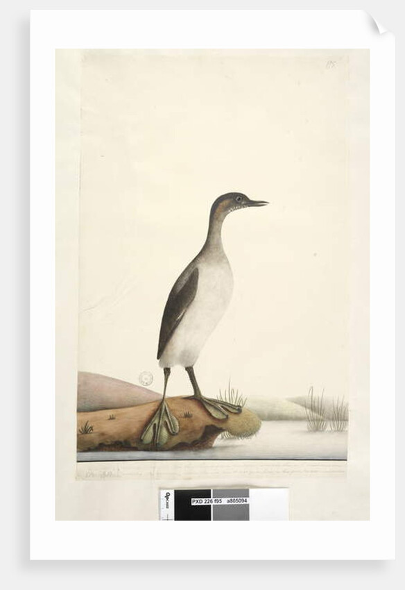 Page 95. Podicepha. along lower edge in different hand September by Unknown artist