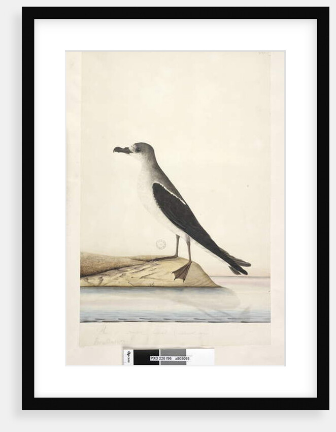 Page 96. Bird of Norfolk Island. at lower left in different hand Procellana Norfolk Island Dove Petrel, 1791-92 by Unknown artist