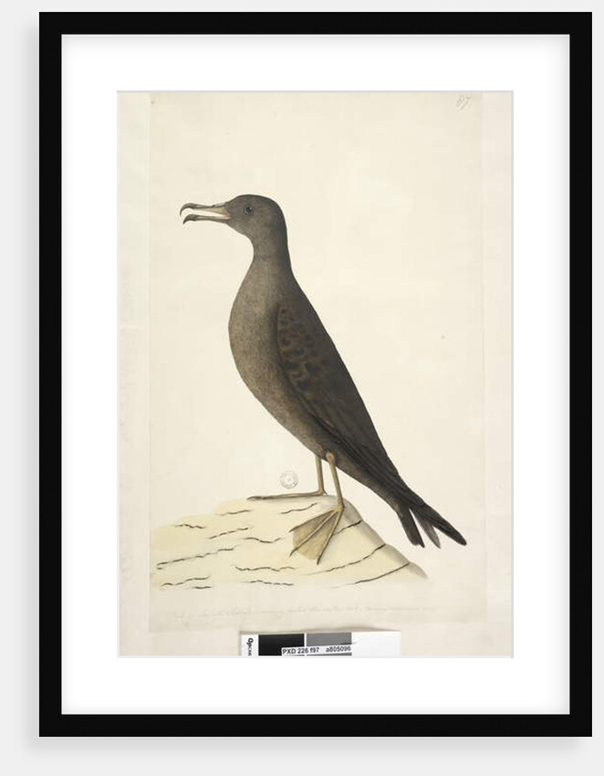 Page 97. Bird of Norfolk Island commonly called the mutton bird, drawn natural size Wedge, Tailed Shearwater Puffinis Pacificus, 1791-92 by Unknown artist