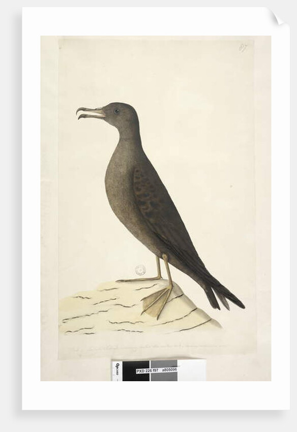 Page 97. Bird of Norfolk Island commonly called the mutton bird, drawn natural size Wedge, Tailed Shearwater Puffinis Pacificus, 1791-92 by Unknown artist