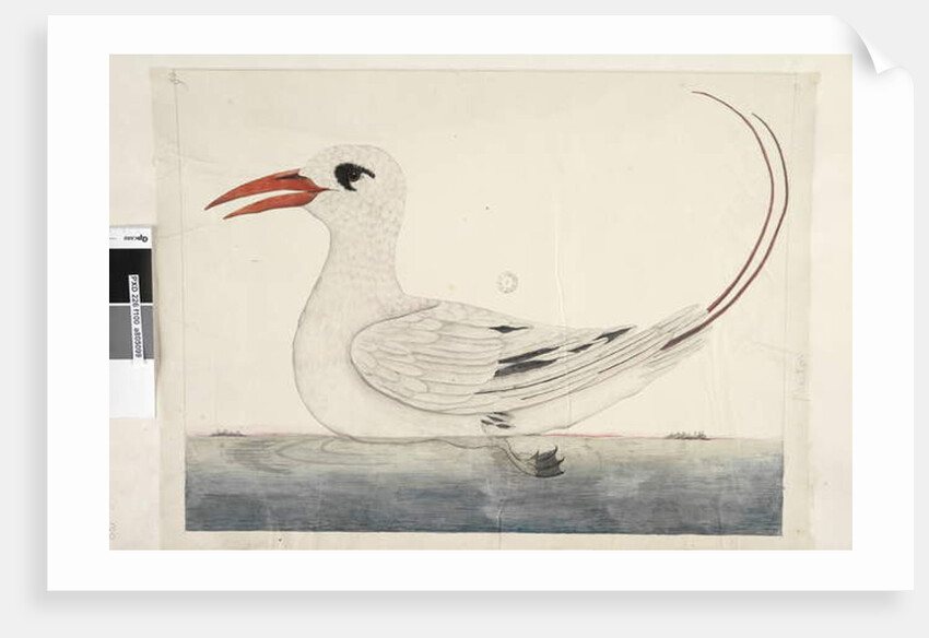 Page 100. Phaeton Red, Tailed Tropicbird Phaethon rubricauda, 1791-92 by Unknown artist