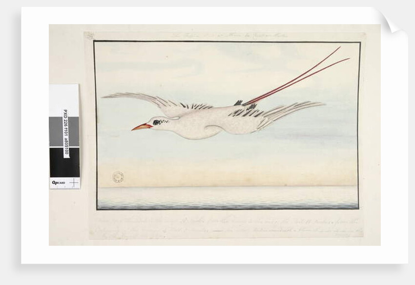 The Tropic Bird of Alma do Comtre, Mastre by Unknown artist