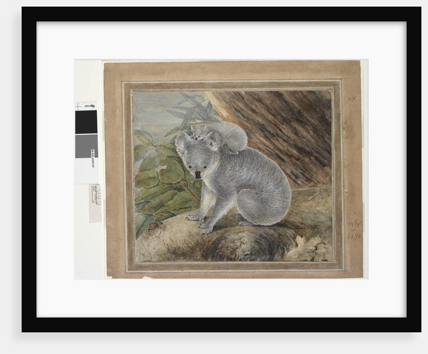 Koala and young, 1803, by John William Lewin