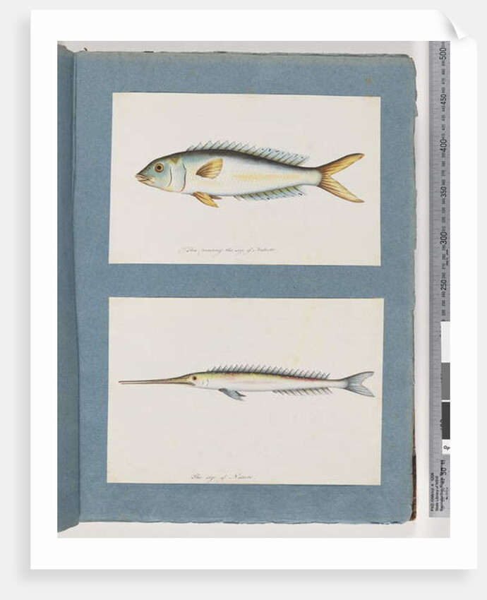 Page 9. Unidentified fish. 10. Unidentified fish by Unknown artist