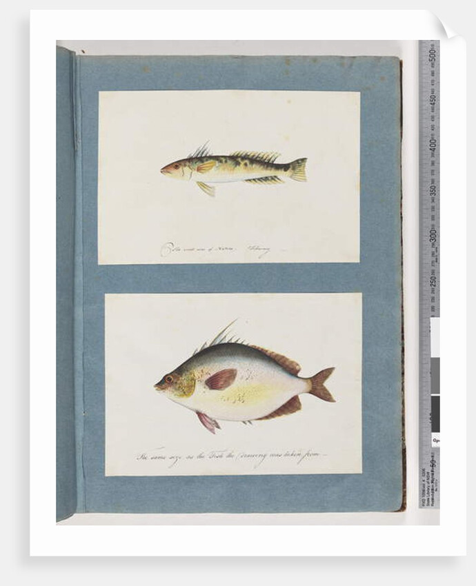 Page 13. Unidentified fish. 14. Unidentified fish by Unknown artist