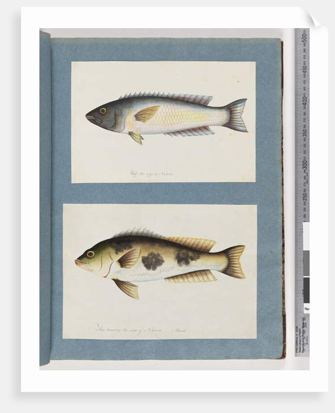 Page 18. Unidentified fish.19. Unidentified fish by Unknown artist