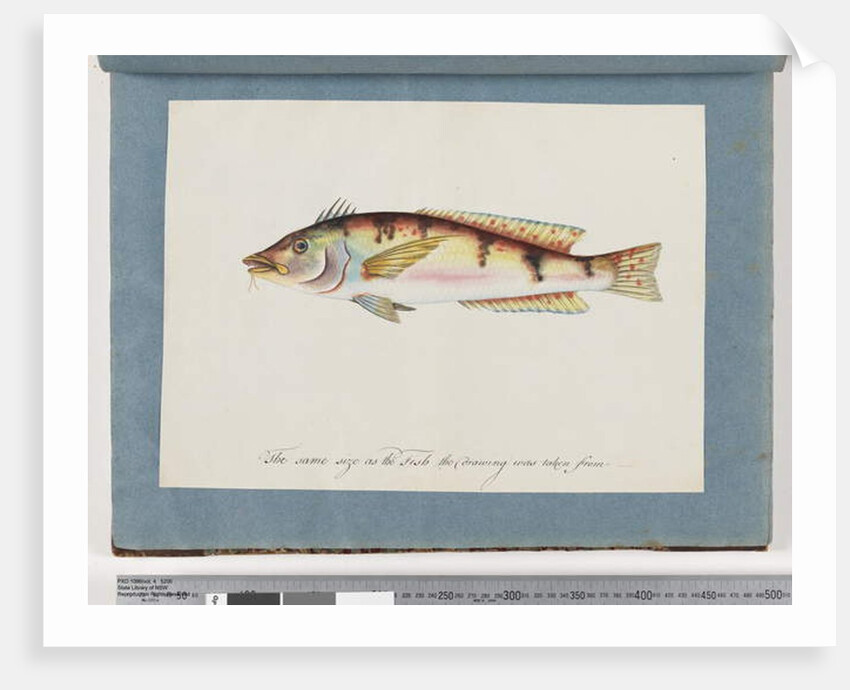 Page 22. Unidentified fish by Unknown artist