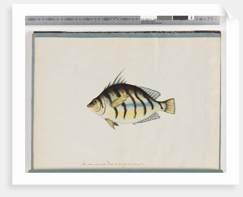 Page 23. Unidentified fish by Unknown artist