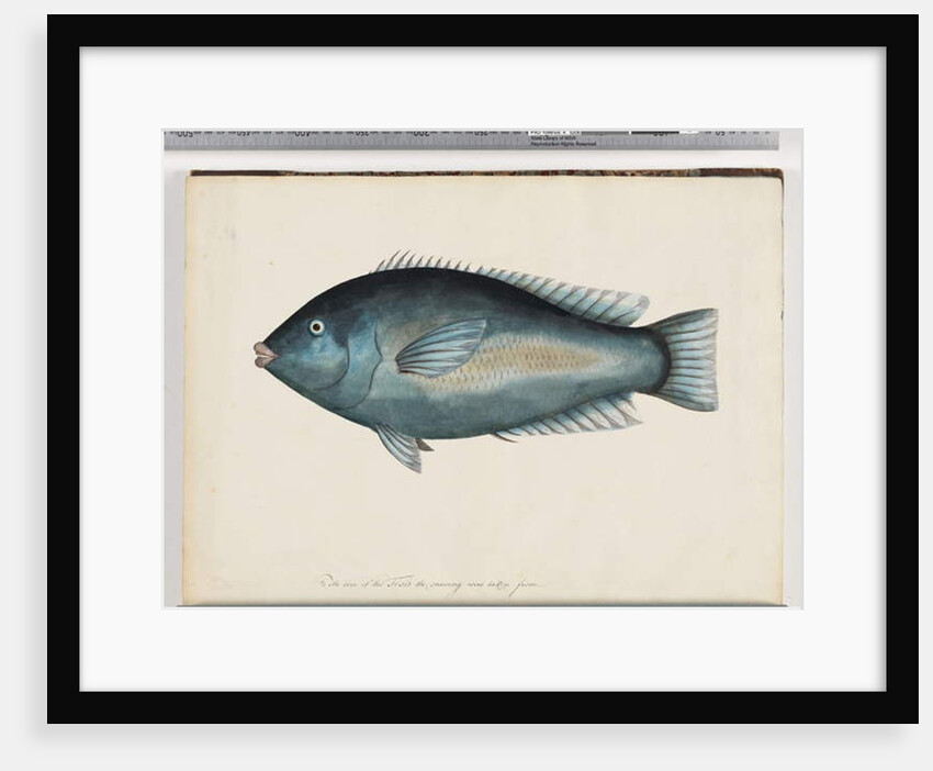 Page 26. Unidentified fish by Unknown artist
