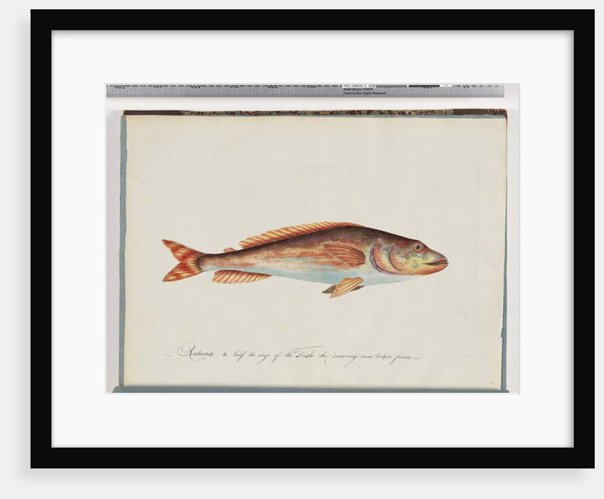 Page 29. Unidentified fish by Unknown artist