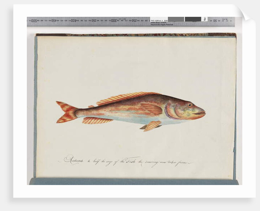 Page 29. Unidentified fish by Unknown artist