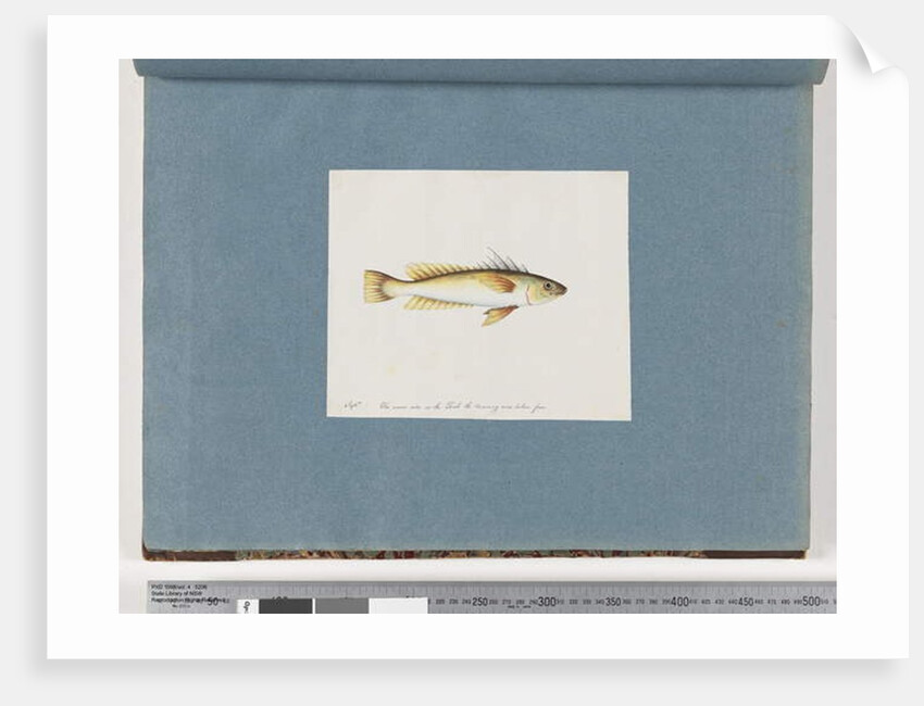 Page 30. Unidentified fish by Unknown artist