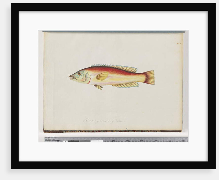 Page 31. Unidentified fish by Unknown artist