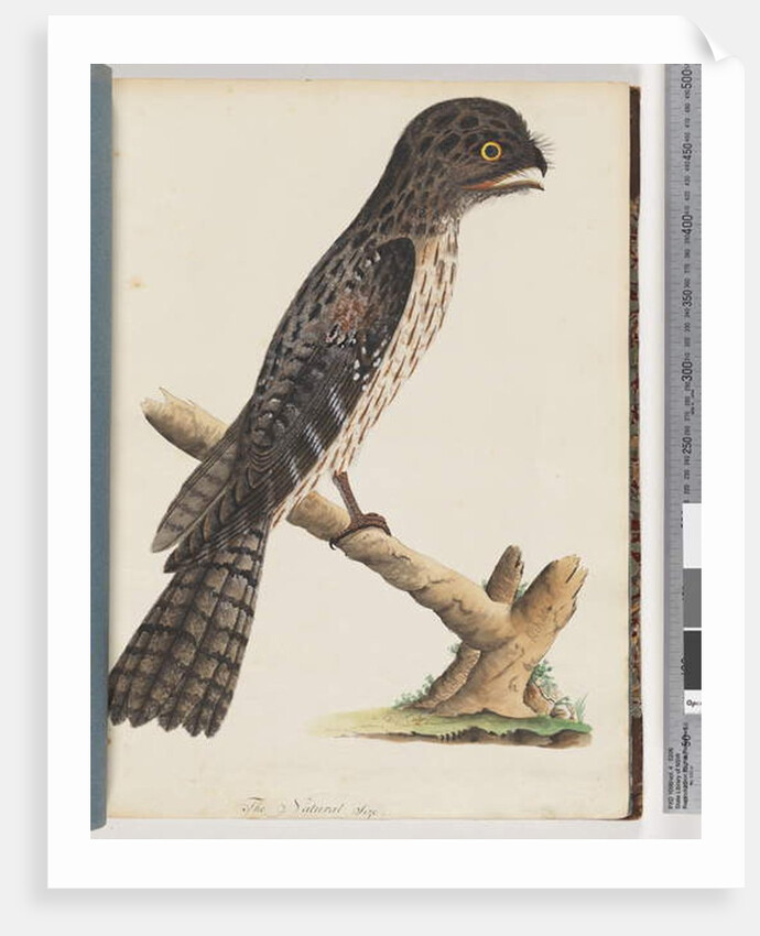 Page 33. Tawny Frogmouth. Gracile Goatsucker by Unknown artist