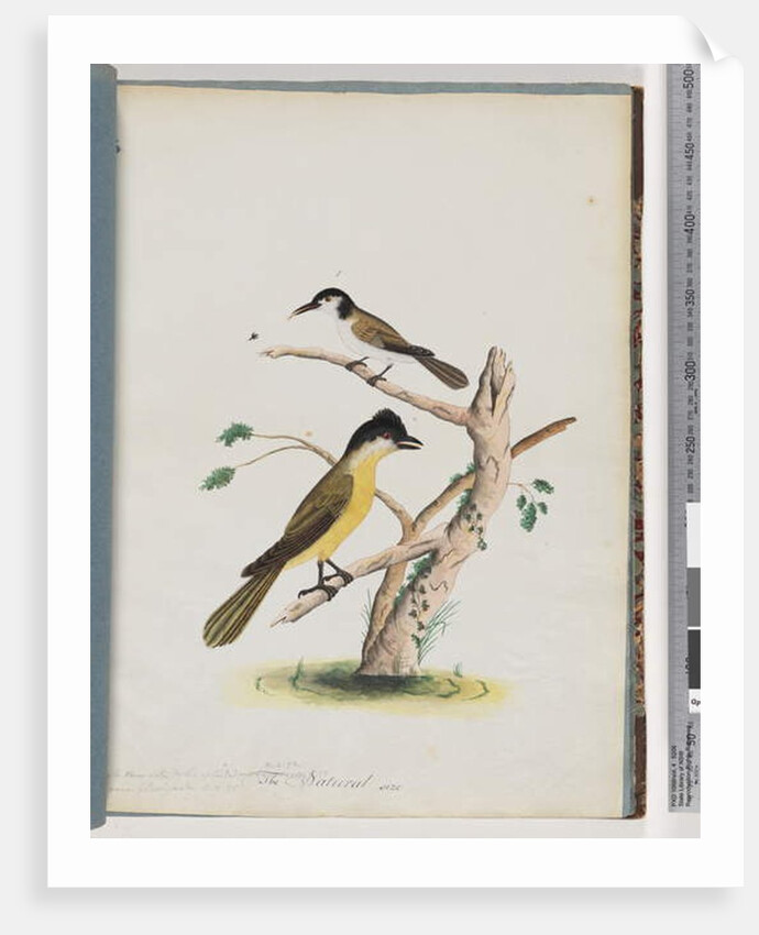 Page 37. 1. Unidentified bird. Agile Honeyeater. Black-Headed Creeper. 2. Unidentified bird. Lanius flavigaster. Yellow-bellied Shrike by Unknown artist