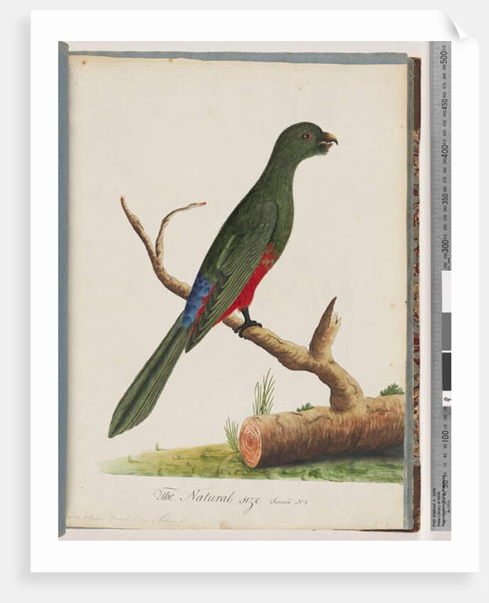 Page 43. King Parrot. Scarlet & Green by Unknown artist