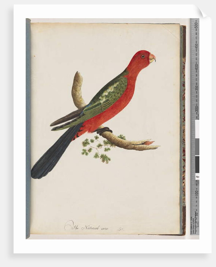 Page 44. King Parrot by Unknown artist