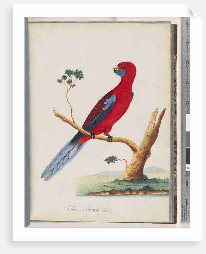 Page 46. Crimson Rosella. Pennantian Parrot by Unknown artist