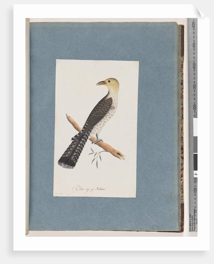 Page 52. Pallid Cuckoo by Unknown artist