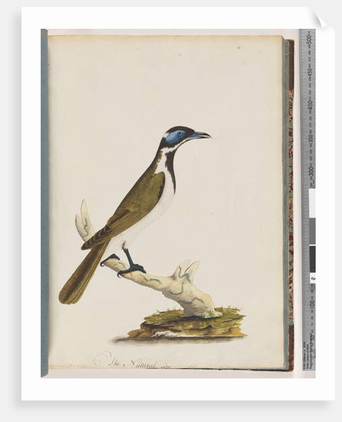Page 54. Blue, faced Honeyeater. Merops cyanoris. Blue-cheeked Thrush by Unknown artist