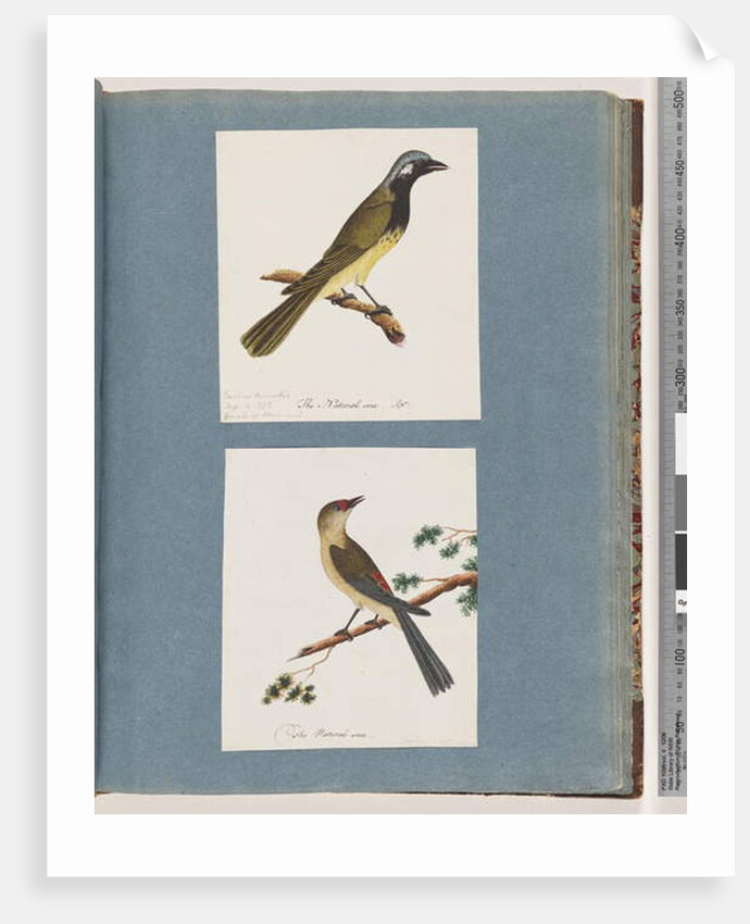 Page 56. Unidentified bird. Turdus leucotis. 57. Red-browed Finch. Turdus new by Unknown artist