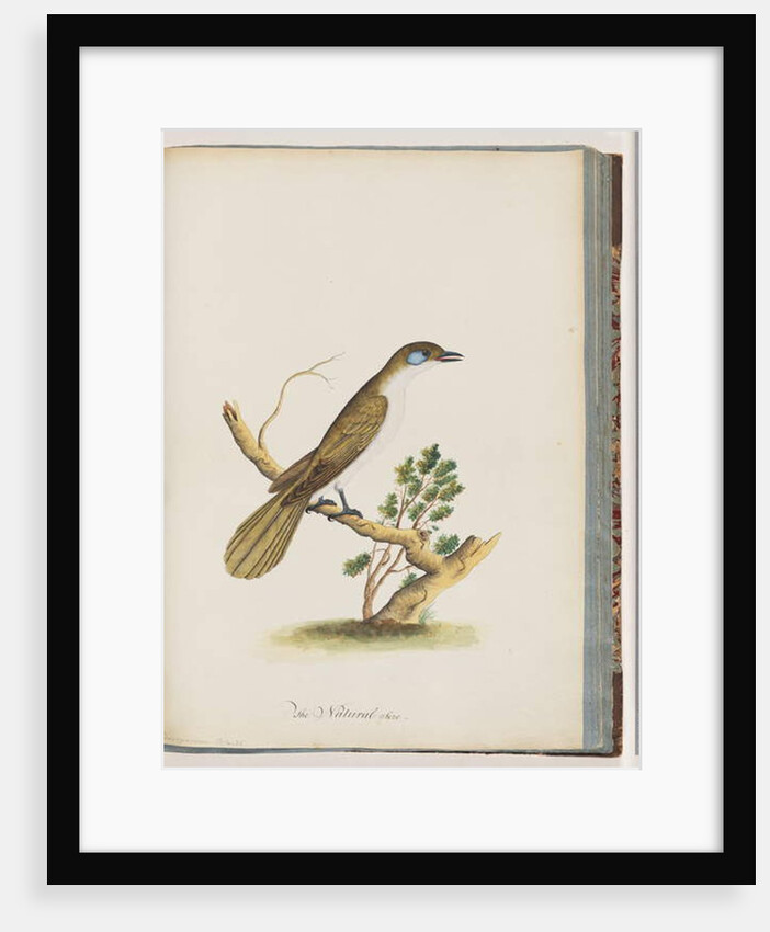 Page 61. Blue-faced Honeyeater. Turdus cyanoris. Blue-cheeked Thrush by Unknown artist