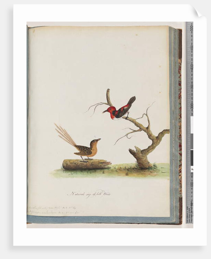 Page 66. 1. Scarlet Honeyeater. Certhia/Honeyeater/orientale. 2. Unidentified bird. Muscicapa malachura by Unknown artist