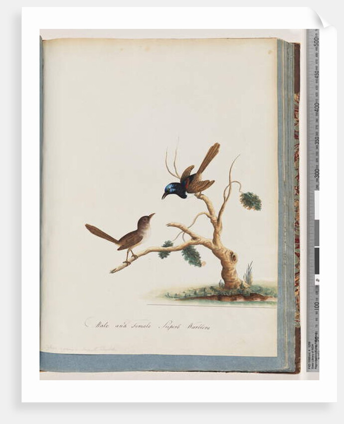 Page 68. Red-winged Fairy, wren, male and female. Male and female Superb Warblers by Unknown artist