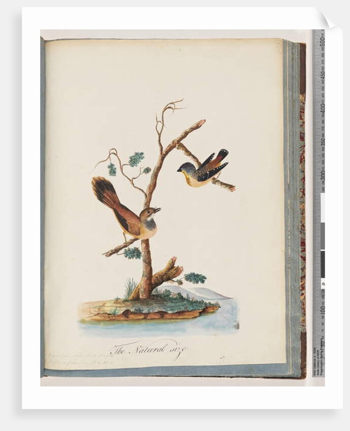 Page 72. 1. Spotted Pardalote. Pipra punctata 2. Unidentified bird. Muscicapa rufifrom by Unknown artist