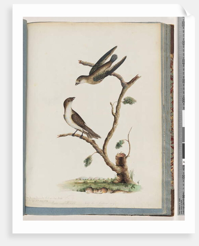 Page 74. Unidentified birds. Hirundo caudacuta by Unknown artist