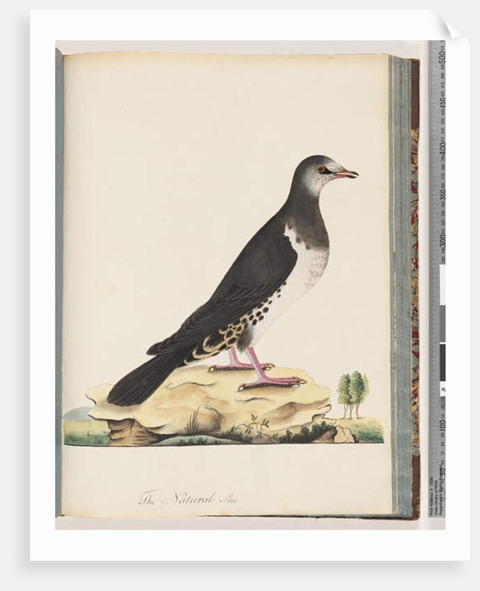 Page 77. Unidentified bird by Unknown artist