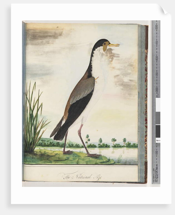 Page 80. Masked Lapwing or Spur, winged Plover by Unknown artist